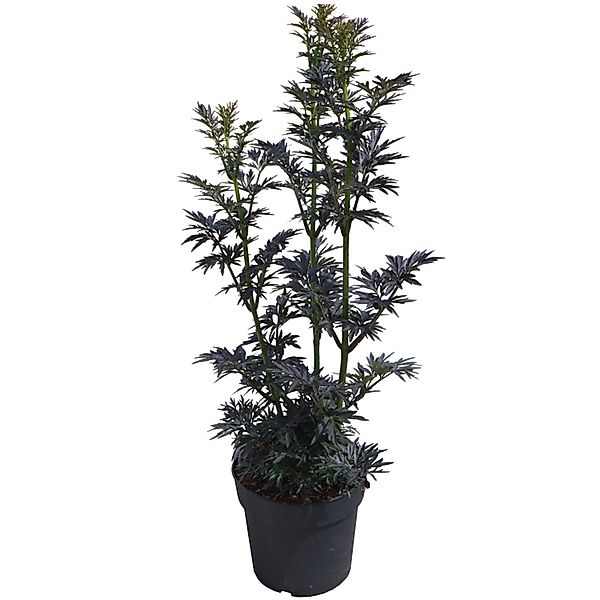 Holunder Laced Up Höhe ca. 50-60 cm Topf ca. 6 l Sambucus nigra günstig online kaufen
