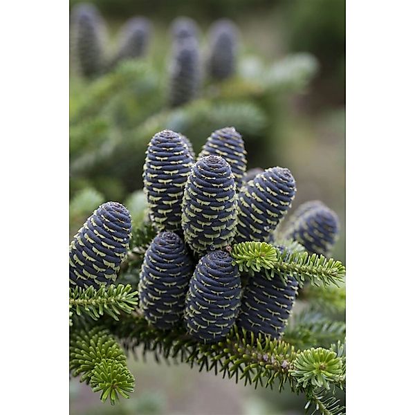 Abies Koreana Sämling Koreanische Tanne 70–80 cm günstig online kaufen