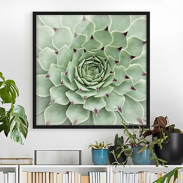 Bild mit Rahmen Blumen - Quadrat Steinrose Jovibarba Hirta günstig online kaufen