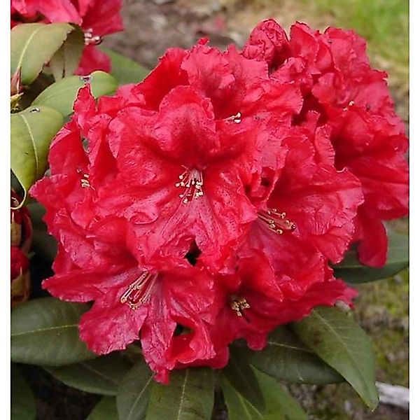 Großblumige Rhododendron Rabatz 30-40cm - Alpenrose günstig online kaufen