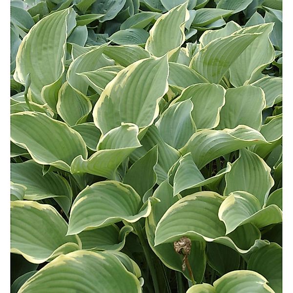 Funkie Regal Splendour - Hosta nigrescens günstig online kaufen