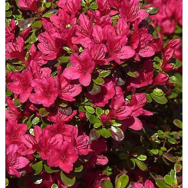 Japanische Azalee Hino Crimson 25-30cm - Rhododendron obtusum - Zwerg Alpen günstig online kaufen