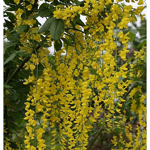 Edel Goldregen 60-80cm - Laburnum watereri Vossii günstig online kaufen