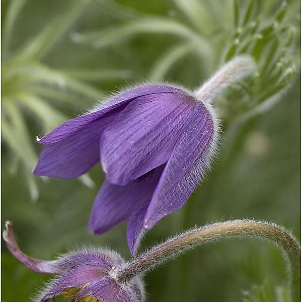 Küchenschelle Pinwheel Blau - Pulsatilla vulgaris günstig online kaufen