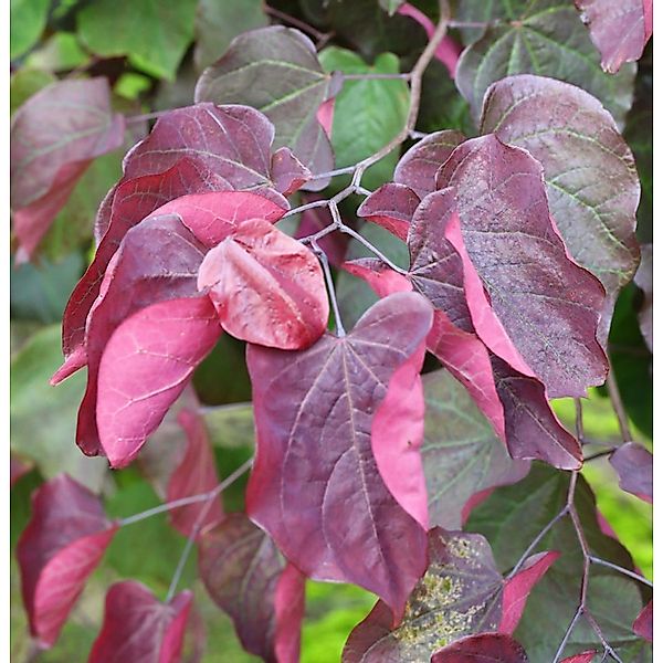 Roter Judasbaum Forest Pansy 60-80cm - Cercis canadensis günstig online kaufen