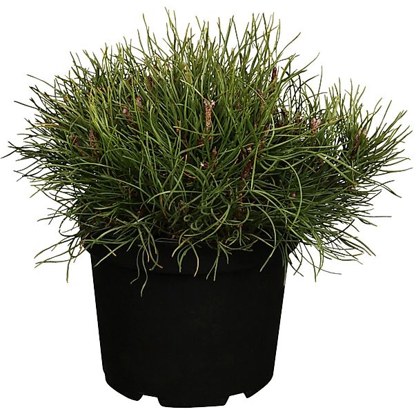 OBI Kriech-Kiefer Höhe ca. 10 - 20 cm Topf ca. 5, Pinus günstig online kaufen