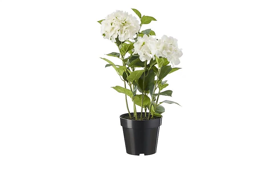 Hortensie getopft   ¦ weiß ¦ Kunststoff ¦ Maße (cm): H: 85 Accessoires > Ku günstig online kaufen