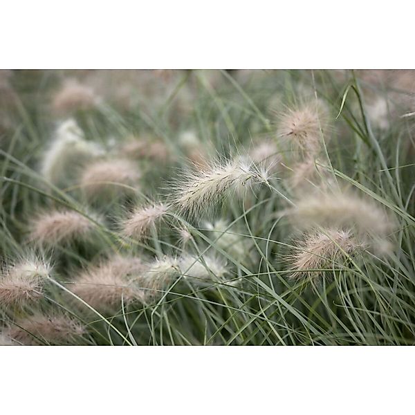 Pennisetum Villosum Lampenputzergras Flauschig Ca. 9x9 cm Topf günstig online kaufen