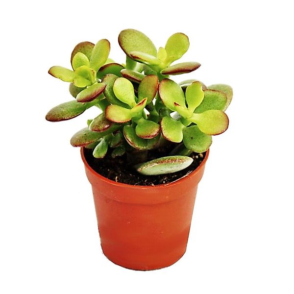 Exotenherz Kaktus Crassula portulacea minor - Pfennigbaum - im 8,5cm Topf günstig online kaufen