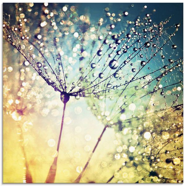 Artland Glasbild Pusteblume Zaubertropfen, Blumen (1 günstig online kaufen