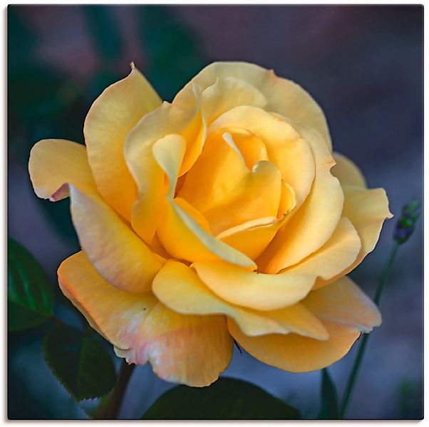 Artland Wandbild "Gelbe Rose", Blumen, (1 St.), als Leinwandbild, Poster in günstig online kaufen