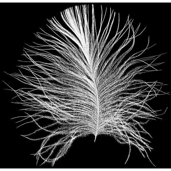 Komar Bild "Feather Black" Federn 1 Stk. tlg. Wandbild zur Dekoration - ohn günstig online kaufen