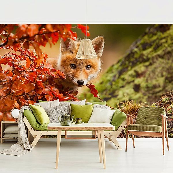 Fototapete Fuchs im Herbst günstig online kaufen