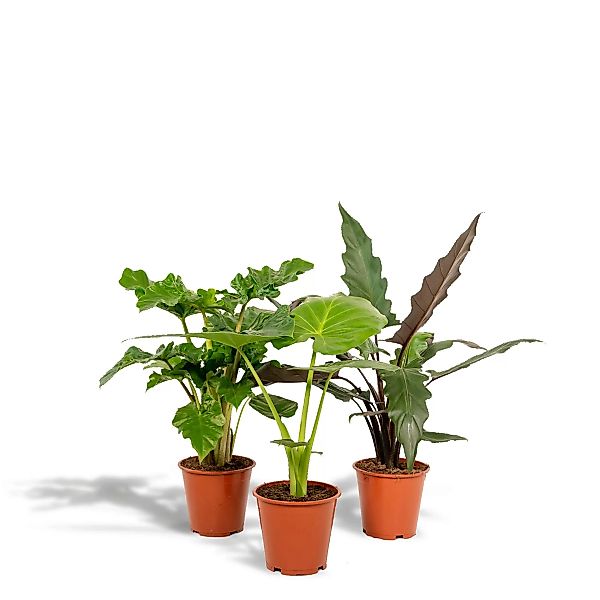 Hello Plants | Set mit 3 Alocasias - Low Rider, Macrorrhiza & Lauterbachian günstig online kaufen