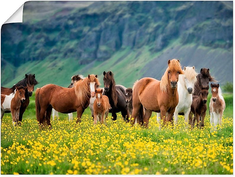 Artland Wandbild "Isländische Pferde VII" Haustiere 1 Stk. tlg. als Leinwan günstig online kaufen