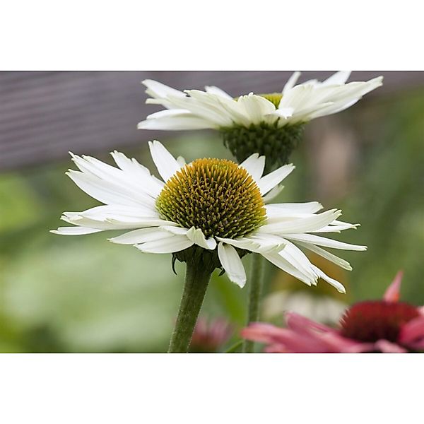 Echinacea Purpurea Virgin R Ca. 11x11 cm Topf günstig online kaufen
