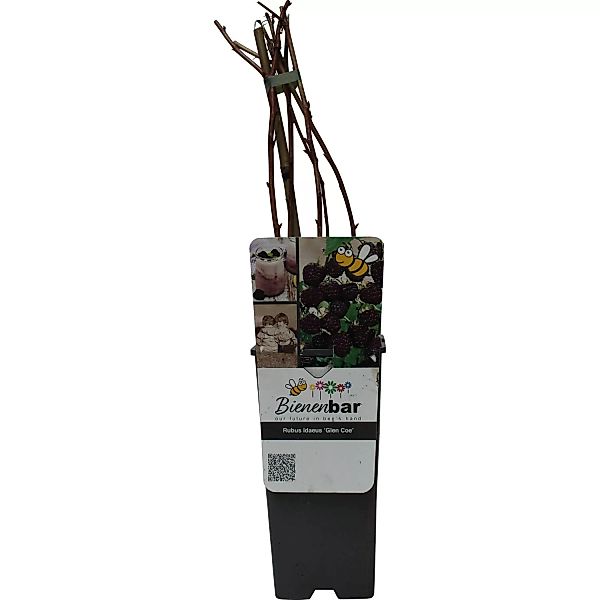 GROW by OBI Himbeere Glen Coe Rosa-Violett Höhe ca. 20-30cm Topf ca. 2 l günstig online kaufen