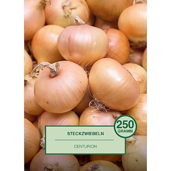 Steckzwiebel 250 Gramm Allium cepa Centurion günstig online kaufen