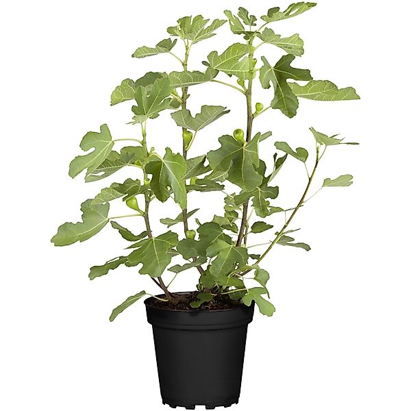 GROW by OBI Bio Feige Brown Turkey Höhe ca. 30 - 40 cm Topf ca. 3, Ficus günstig online kaufen