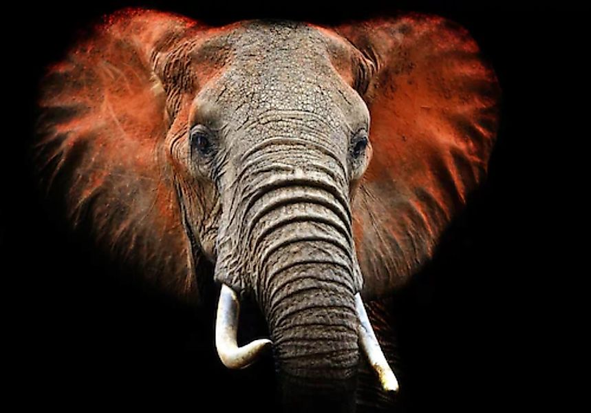 Papermoon Fototapete »Elefant« günstig online kaufen