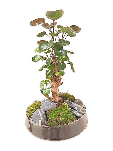 meinvipshop Zimmerpflanze Bonsai 43cm im Glas Flaschengarten günstig online kaufen