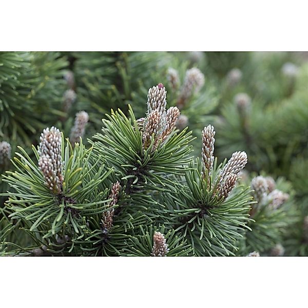 Pinus Mugo March Bergkiefer Kompakt 60–70 cm günstig online kaufen
