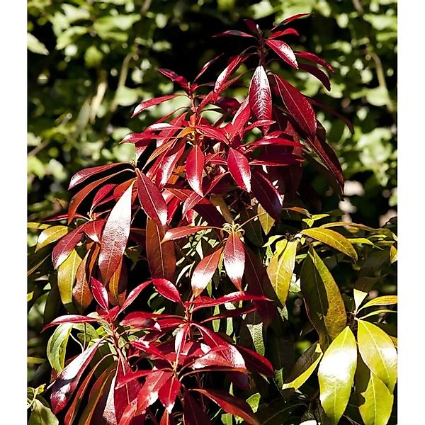 Pieris Japonica Forest Flame Japanische Lavendelheide 100–125 cm günstig online kaufen
