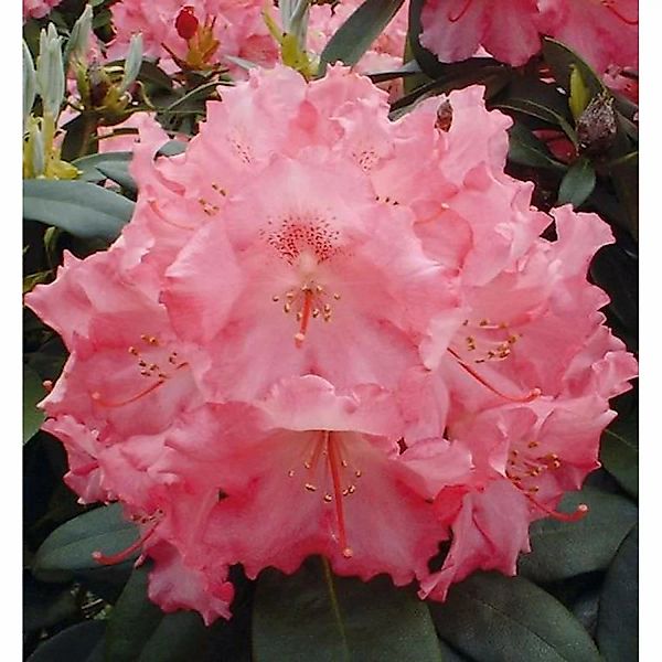 Rhododendron Marlis 25-30cm - Alpenrose günstig online kaufen