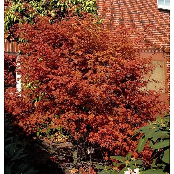 Rotaustreibender Fächerahorn Deshojo 40-60cm - Acer palmatum günstig online kaufen
