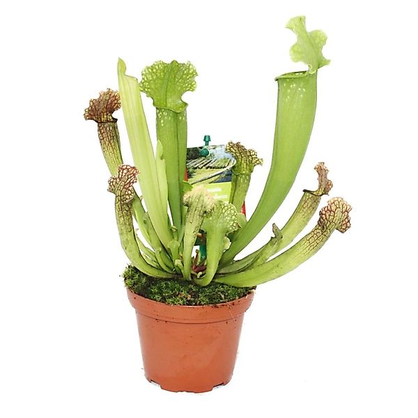 Exotenherz Schlauchpflanze Sarracenia Überraschungssorte 9cm Topf günstig online kaufen