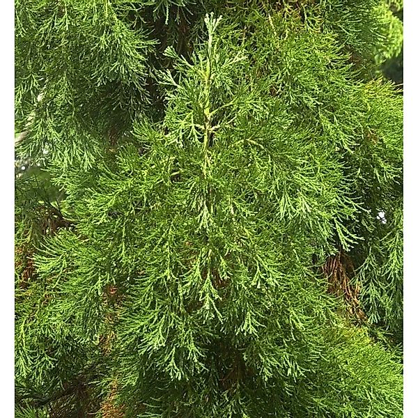 Kalifornischer Mammutbaum Greenpeace 40-60cm - Sequoiadendron giganteum günstig online kaufen