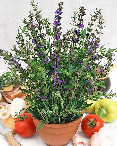 Pflanzen für Dich Staude Hyssopus officinalis, 1 St., Echter Ysop, Ysop günstig online kaufen