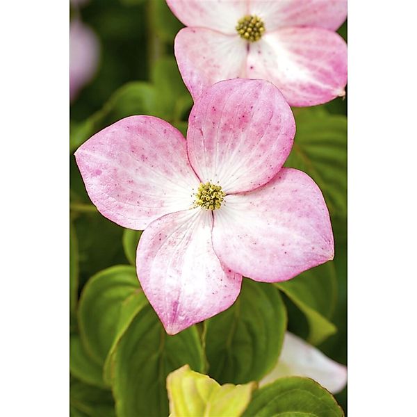 Cornus Kousa Satomi Japanischer Blumen-Hartriegel Rosa 60–80 cm günstig online kaufen