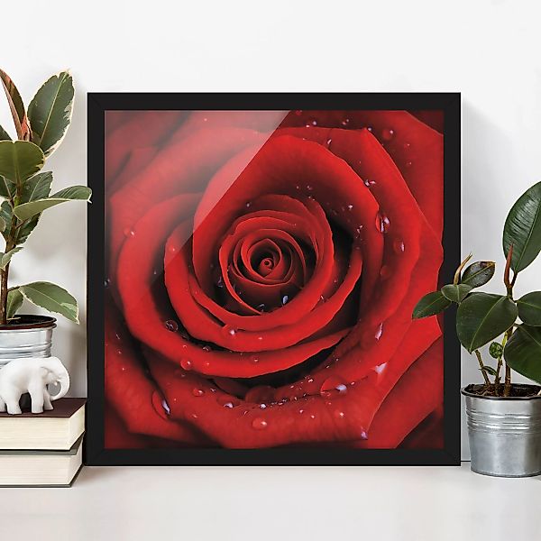 Bild mit Rahmen Blumen - Quadrat Rote Rose mit Wassertropfen günstig online kaufen