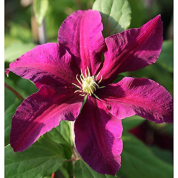 Waldrebe Niobe 40-60cm - Clematis günstig online kaufen