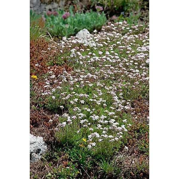 Androsace Septentrionalis Star Dust Ca. 9x9 cm Topf günstig online kaufen