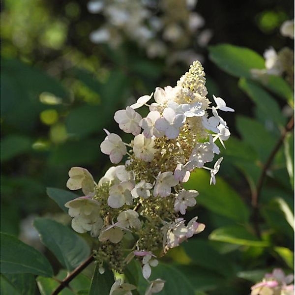 Rispen Hortensie Tardiva 40-60cm - Hydrangea paniculata günstig online kaufen