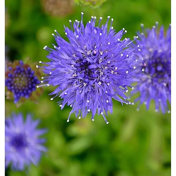 Sandglöckchen Blaulicht - Jasione,aevis günstig online kaufen