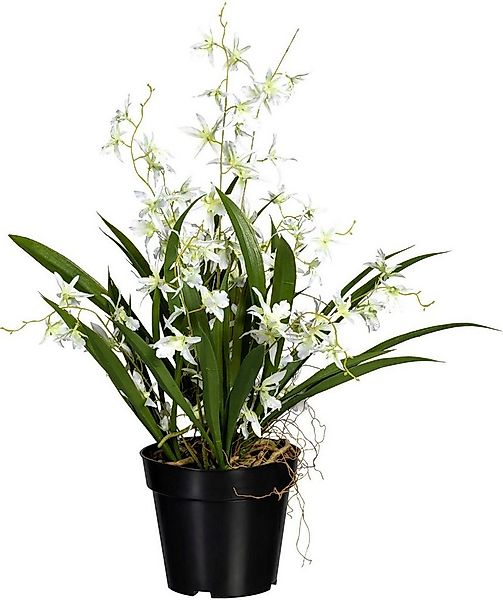 Kunstorchidee Oncidie Dancing Queen Orchidee Oncidie, Creativ green, Höhe 6 günstig online kaufen