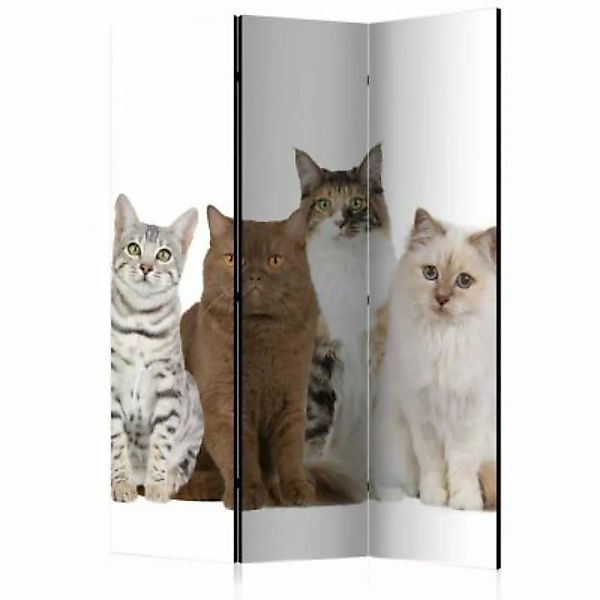 artgeist Paravent Sweet Cats [Room Dividers] mehrfarbig Gr. 135 x 172 günstig online kaufen