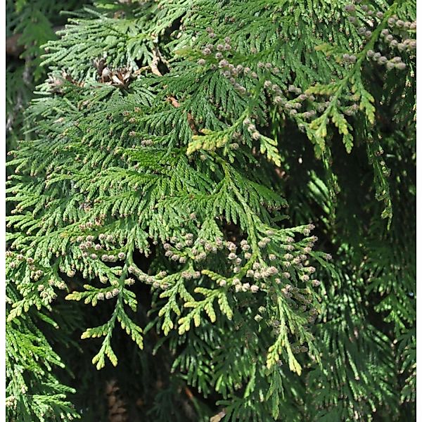 Riesenlebensbaum Excelsa 60-80cm - Thuja plicata günstig online kaufen
