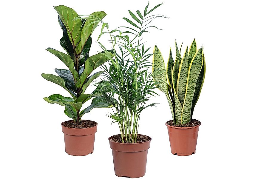 Flowerbox Zimmerpflanze Bergpalme, Geigenfeige, Bogenhanf, 3er-Set, pflegel günstig online kaufen