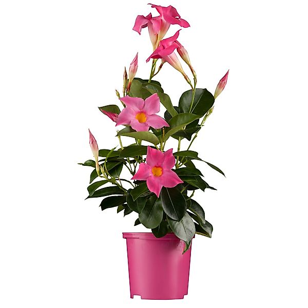 GROW by OBI Dipladenie Rosa Topf-Ø ca. 10,5 cm Mandevilla günstig online kaufen