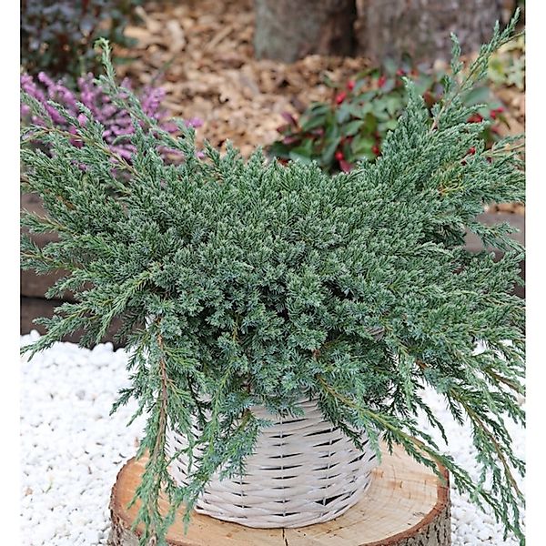 Blauer Teppichwacholder 15-20cm - Juniperus squamata günstig online kaufen