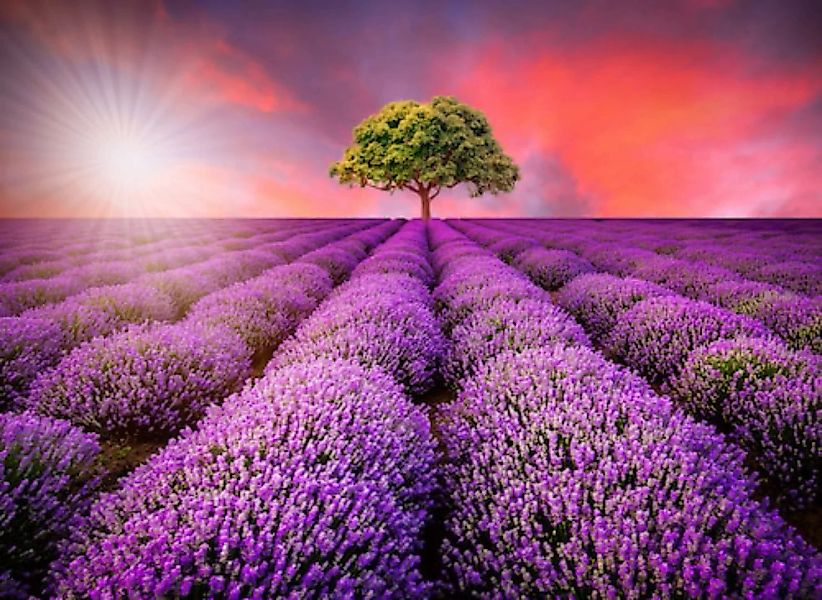 Papermoon Fototapete »Lavendel Field in Sunburst« günstig online kaufen