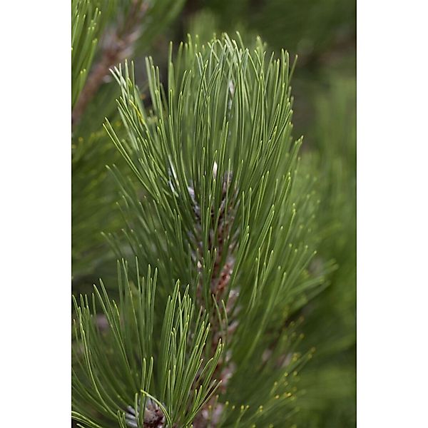 Pinus Heldreichii Helmers Japan Bosnische Kiefer 25–30 cm günstig online kaufen