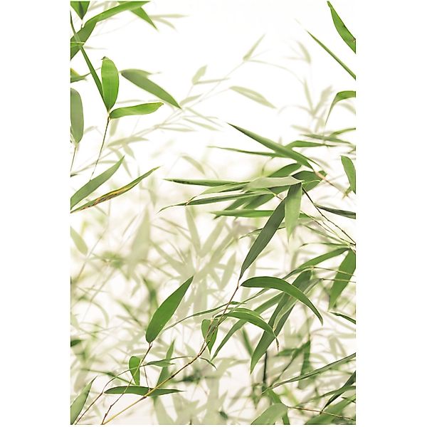 Komar Bild »Bamboo Leaves«, Pflanzen-Blätter, (1 St.), Wandbild zur Dekorat günstig online kaufen