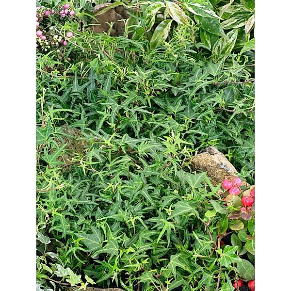 Hedera Helix Heron Efeu Grün-Weiß Ca. 9x9 cm Topf günstig online kaufen