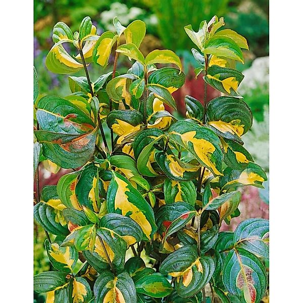 Cornus Kousa Gold Star Japanischer Blumen-Hartriegel 150–175 cm günstig online kaufen