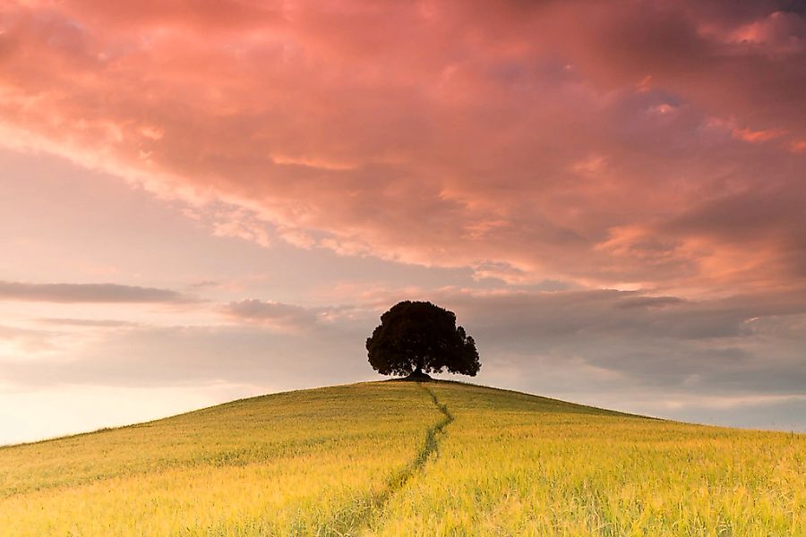 Papermoon Fototapete "Baum im Blumenfeld" günstig online kaufen